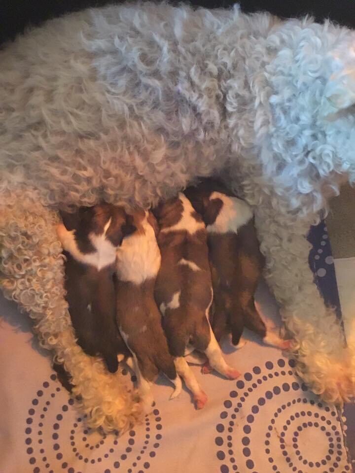 gumtree teddy bear puppies